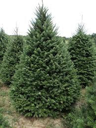 Balsam Fir Organic Essential Oil