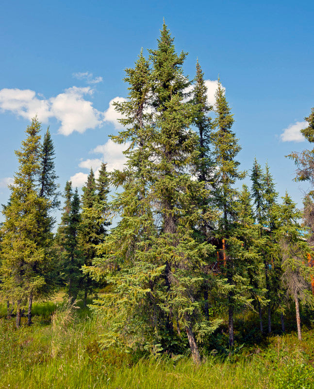 Black Spruce Organic Essential Oil