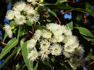 Eucalyptus Globulus Organic Essential Oil