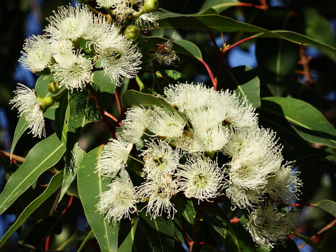 Eucalyptus Globulus Organic Essential Oil
