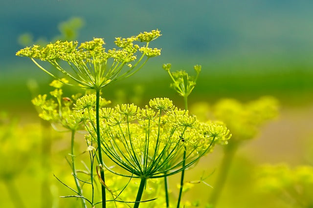 Fennel Sweet Organic Essential Oil