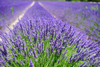 Lavender Organic Essential Oil