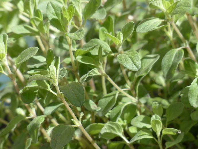 Marjoram Organic Essential Oil