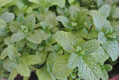 Peppermint Organic Essential Oil
