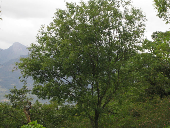 Sandalwood Organic Essential Oil