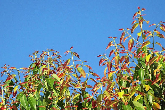 Cinnamon Leaf Organic Essential Oil