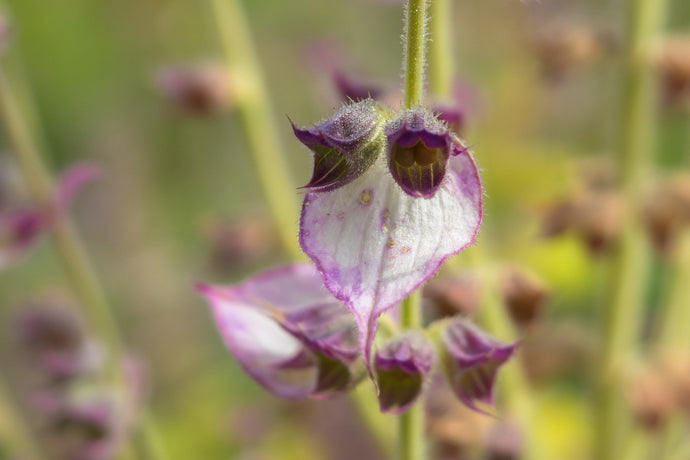 Clary Sage Organic Essential Oil