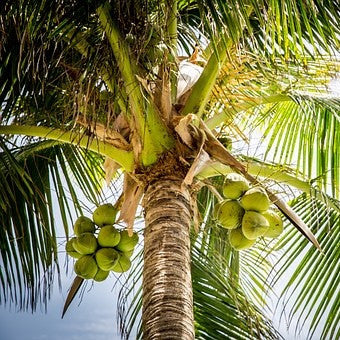 Coconut Virgin Organic Carrier Oil - Fair Trade