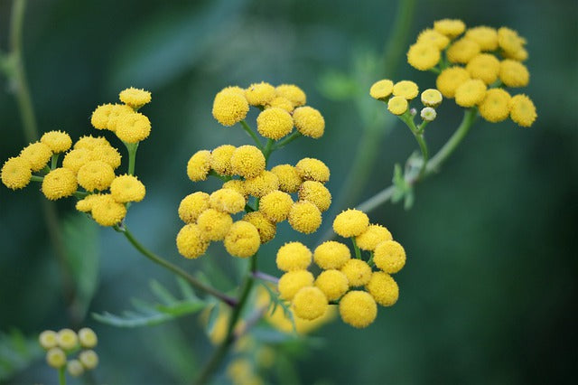 Helichrysum Organic Essential Oil