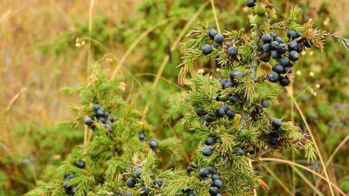 Juniper Berry Organic Essential Oil