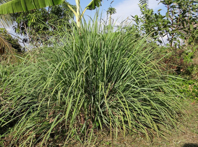 Lemongrass Organic Essential Oil