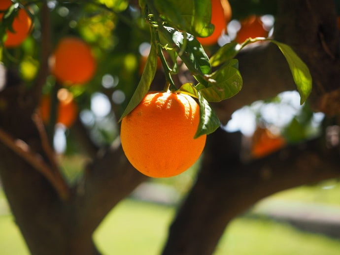 Orange Sweet Organic Essential Oil