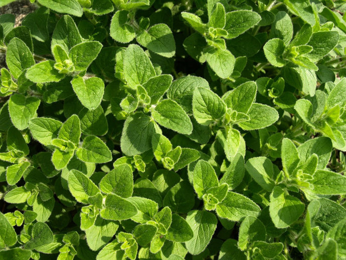 Oregano Organic Essential Oil