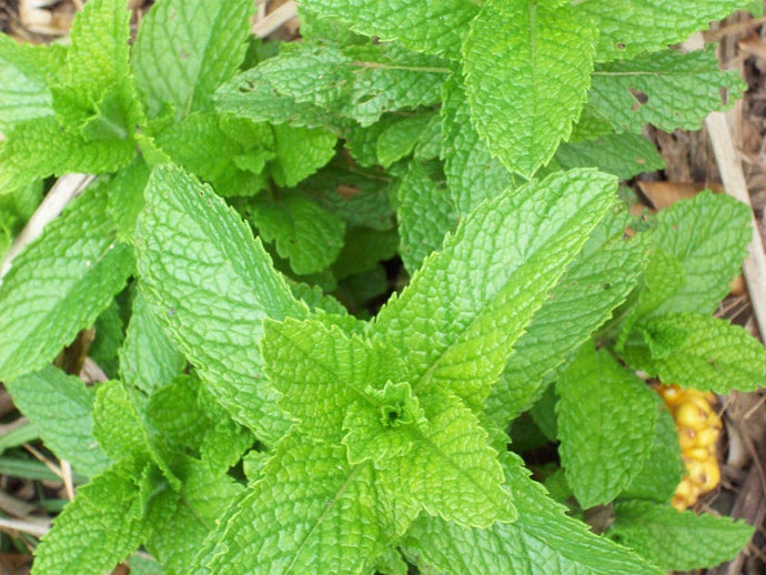 Spearmint Organic Essential Oil