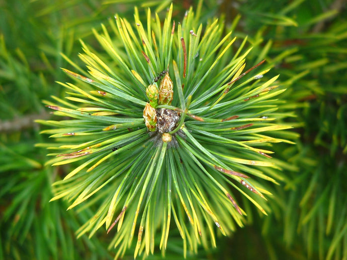 Pine Organic Essential Oil