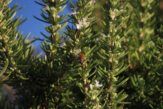 Rosemary Organic Essential Oil