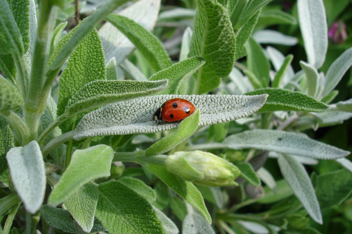 Sage Organic Essential Oil