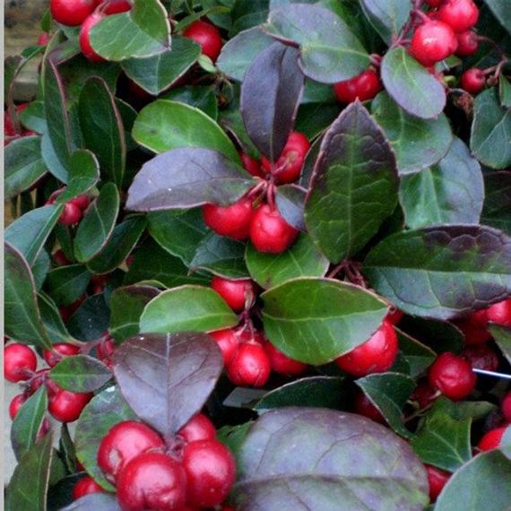 Wintergreen Organic Essential Oil