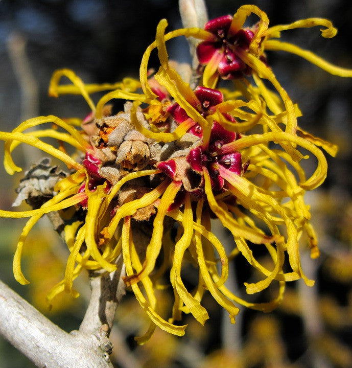 Witch Hazel Distillate Organic Raw Material